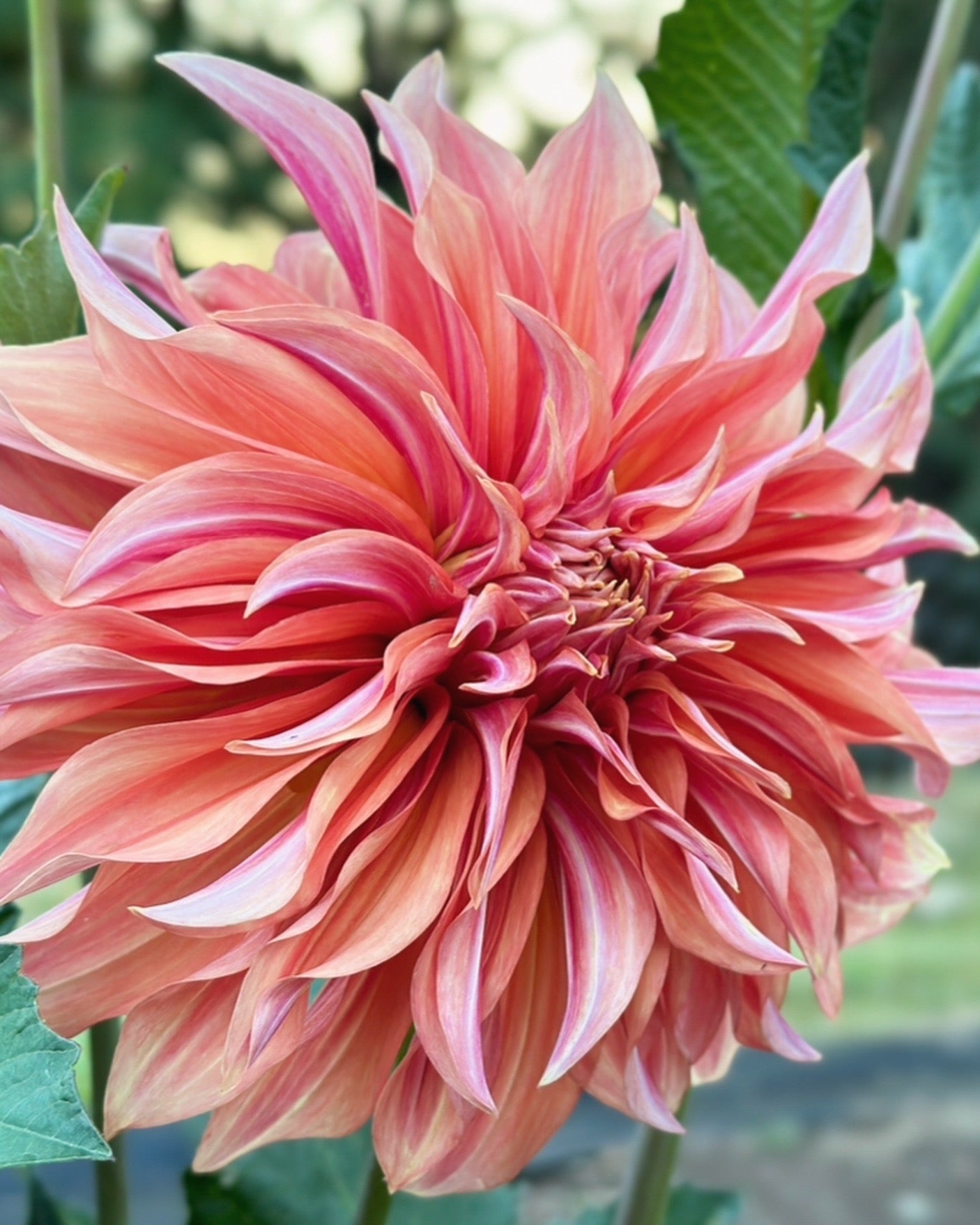 Bell’s Candela Rooted Cutting