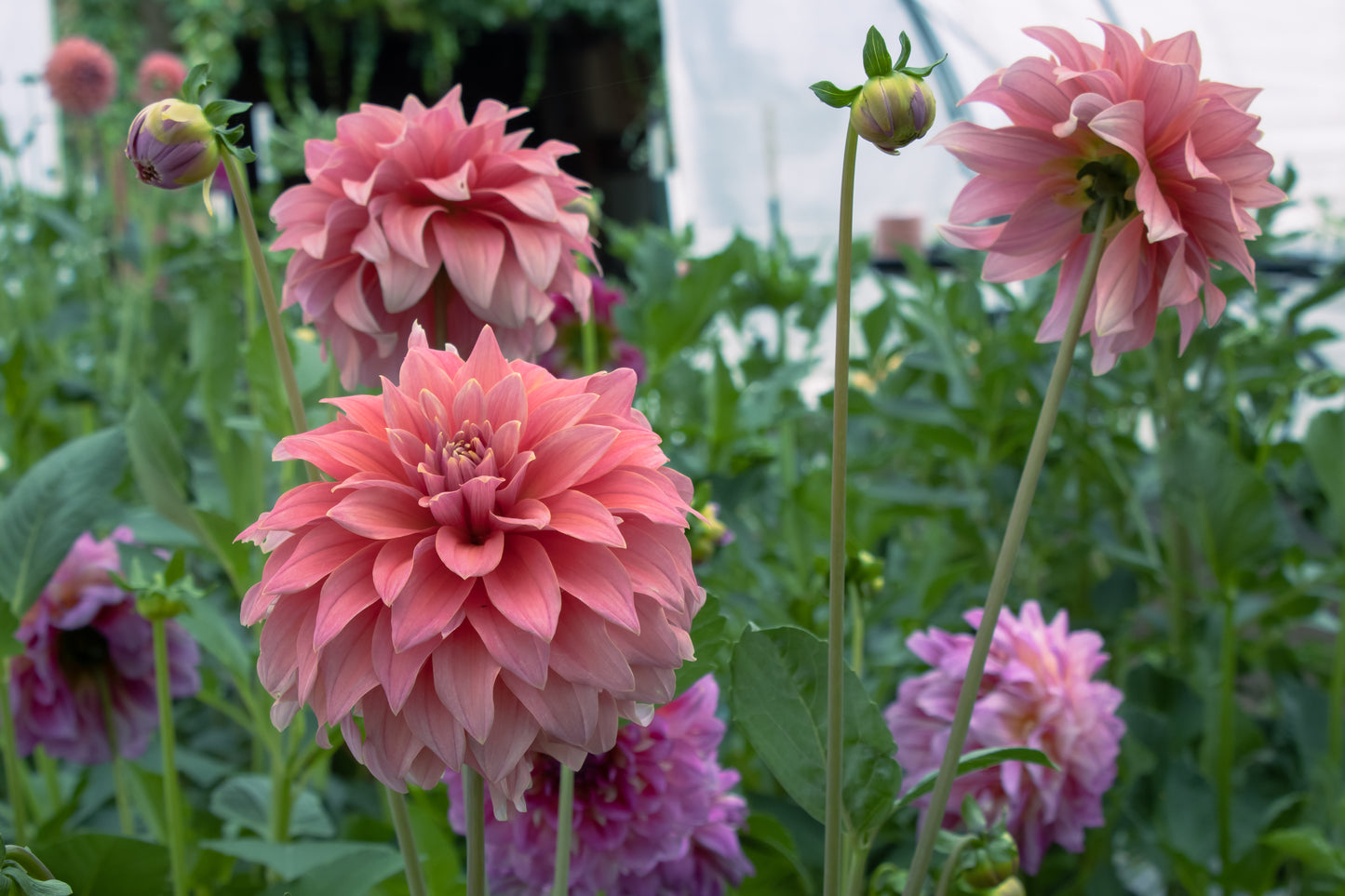 Bell’s Bobbie Dazzler