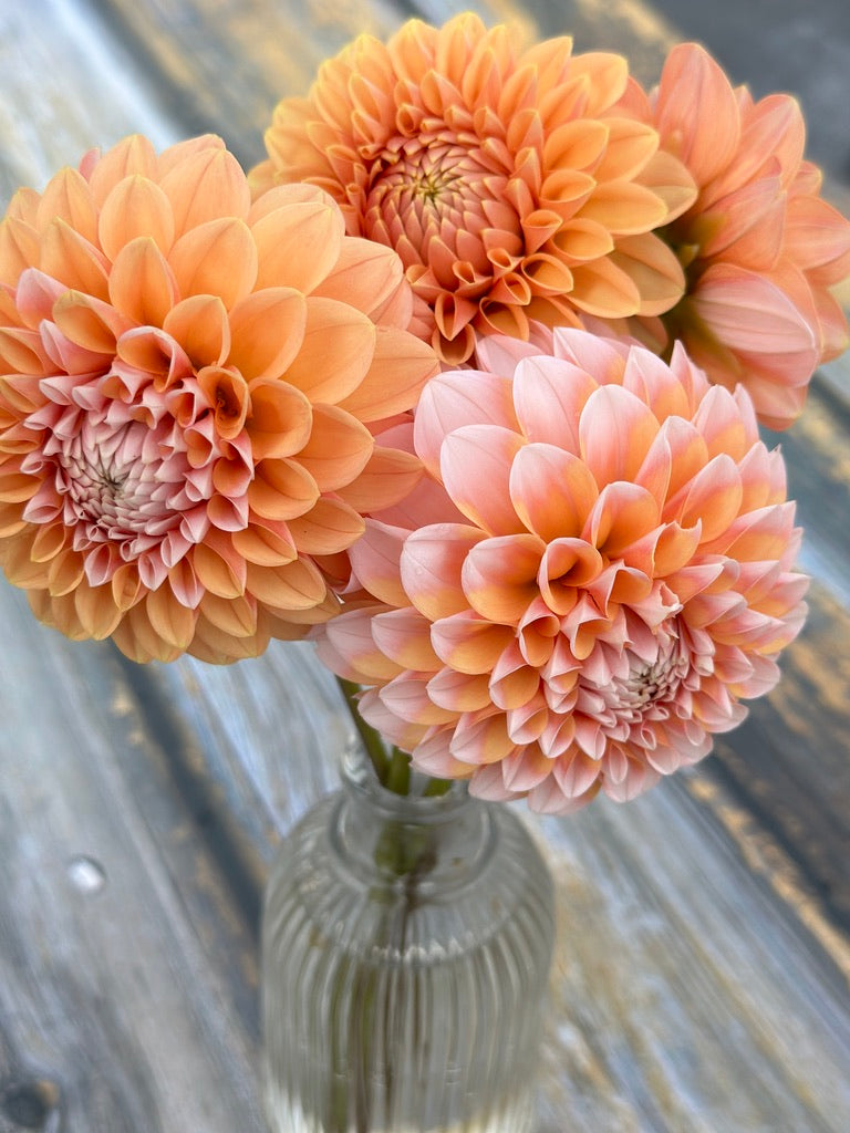 Bell’s Otago Rooted Cutting