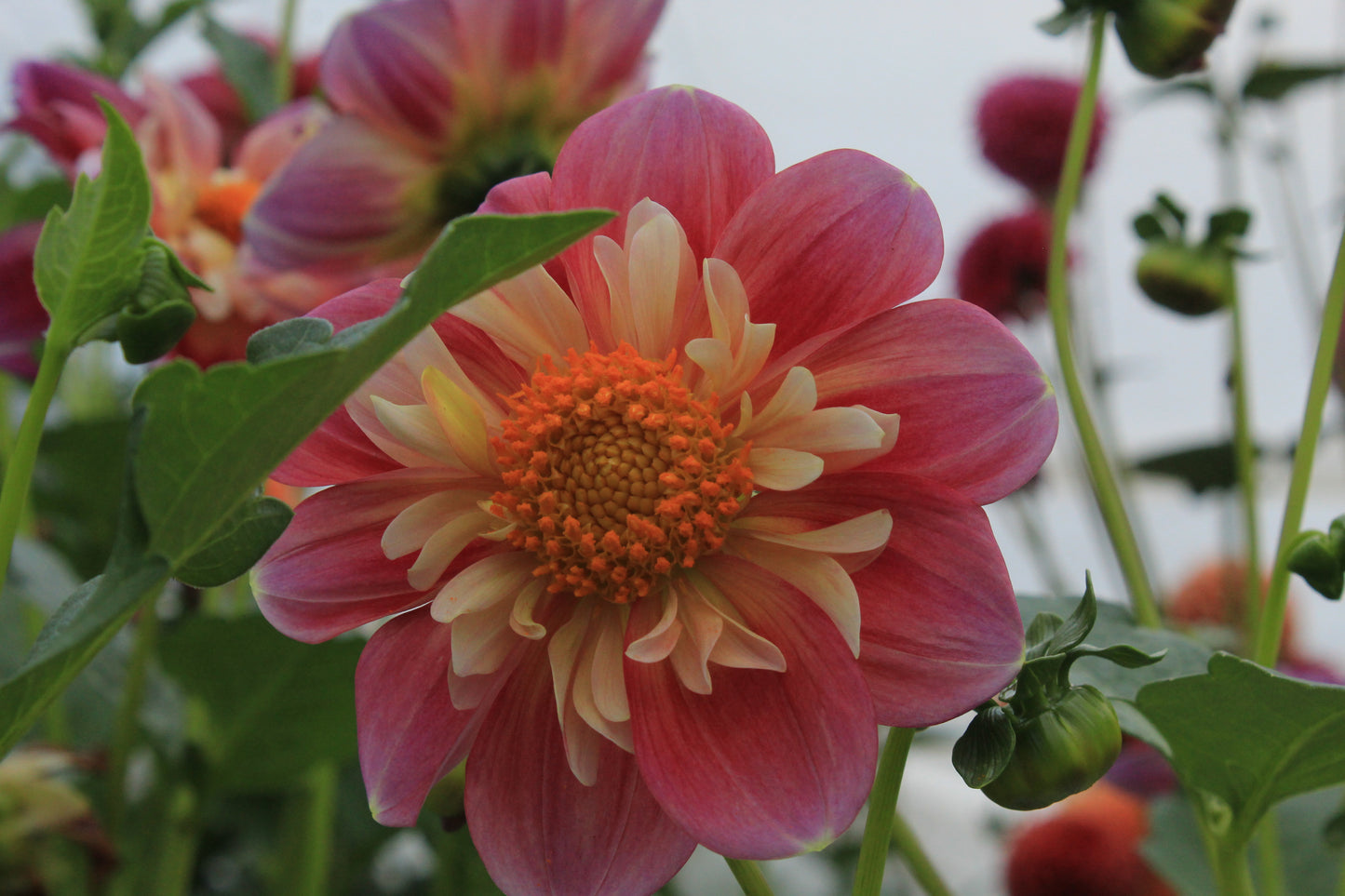 Bell’s Montmartre Rooted Cutting