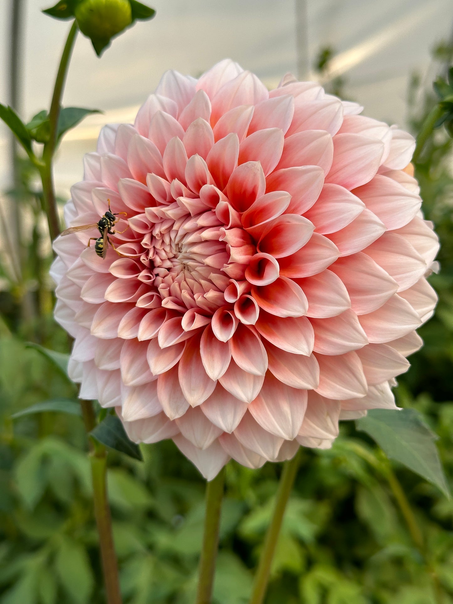 Bell’s Bonbori Rooted Cutting