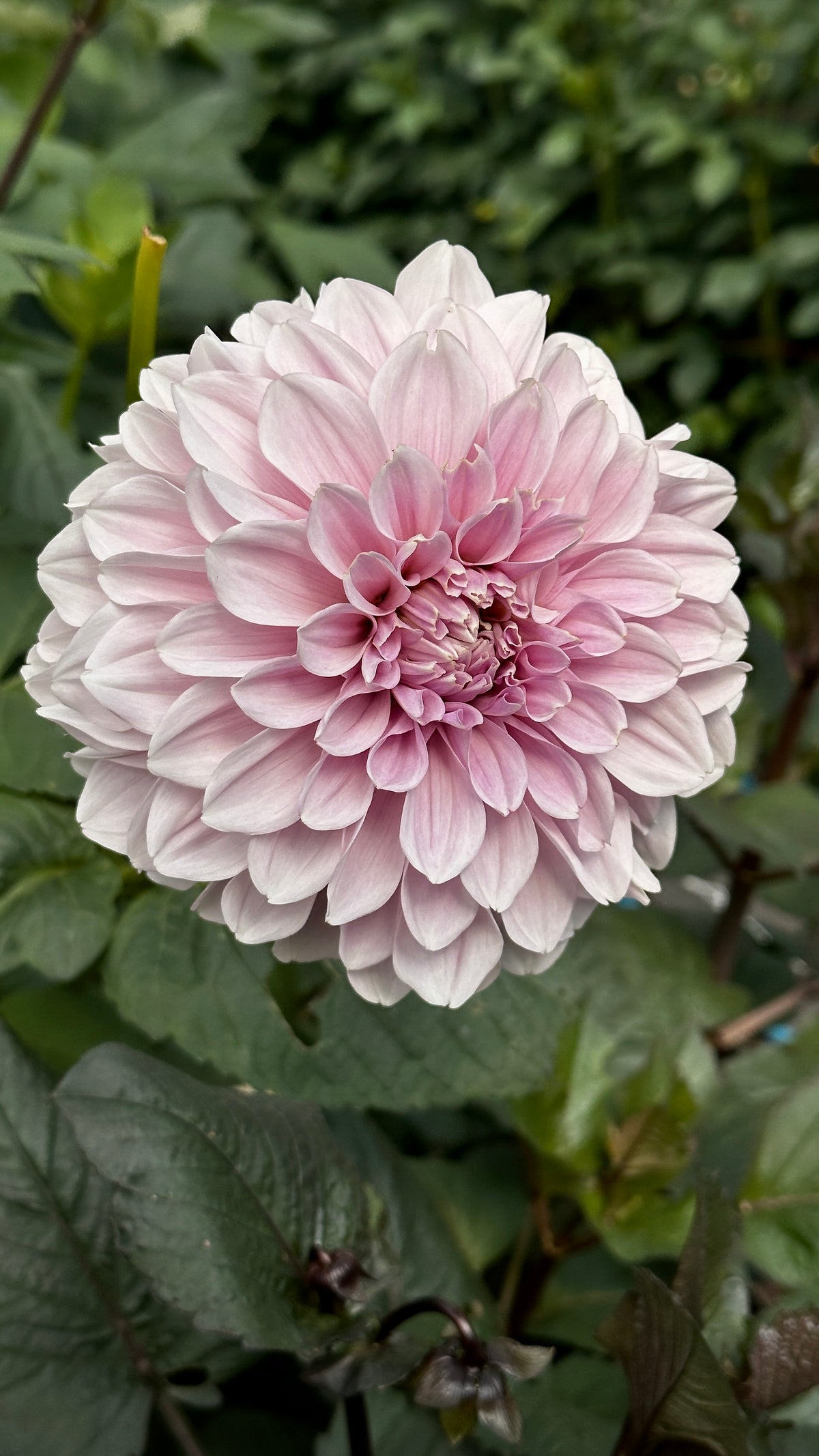 Bell’s Earl Grey