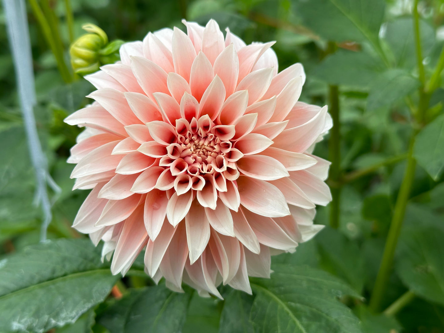 Bell’s La Peche Mode Rooted Cutting