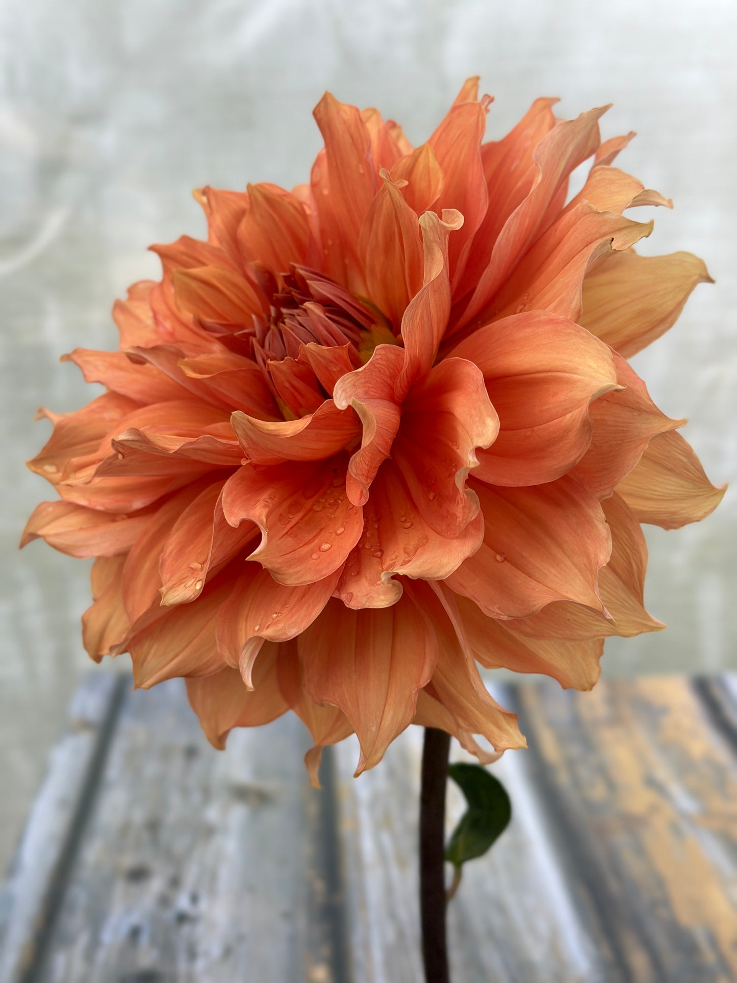 Bell’s Montara Rooted Cutting