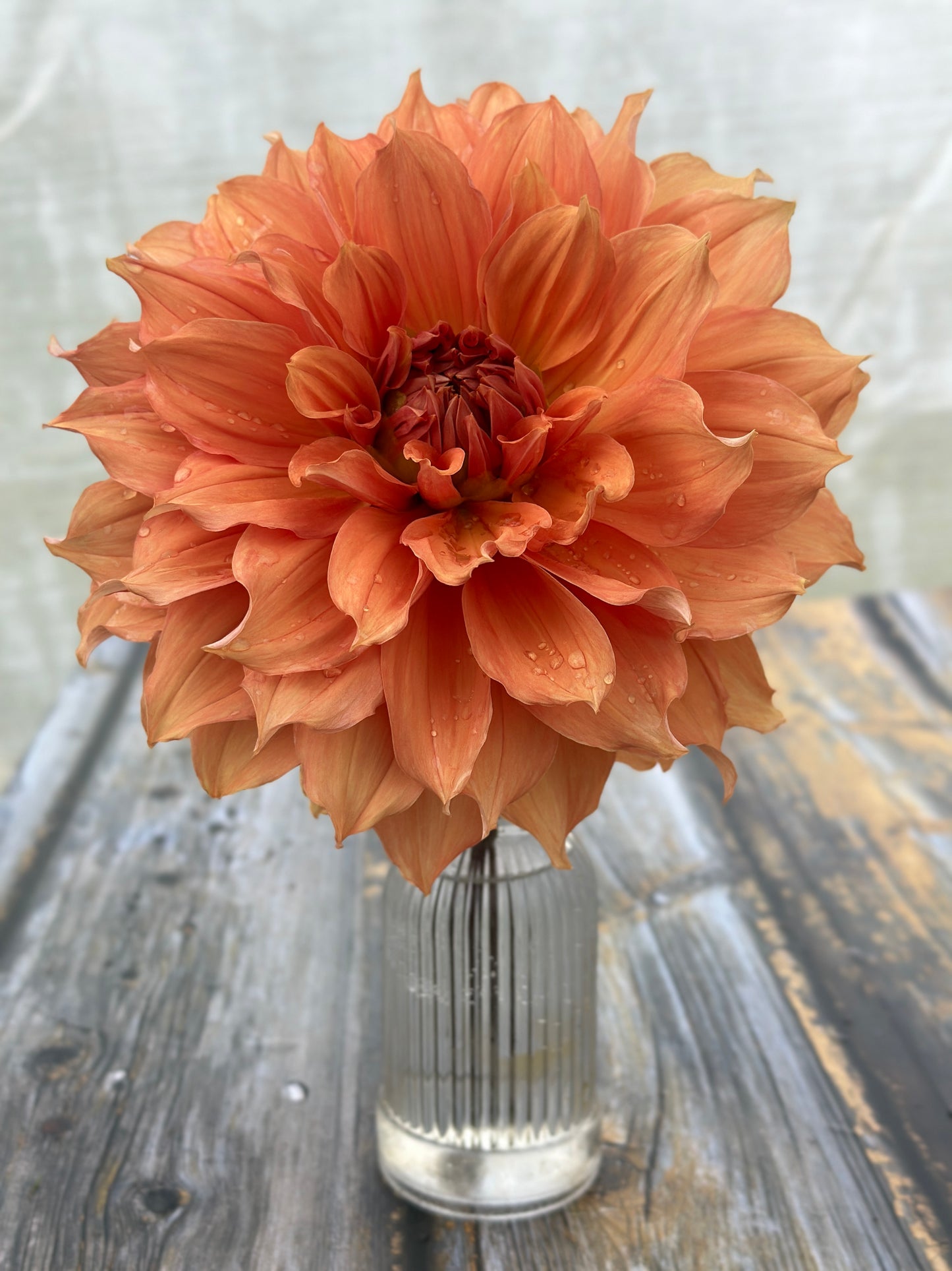 Bell’s Montara Rooted Cutting