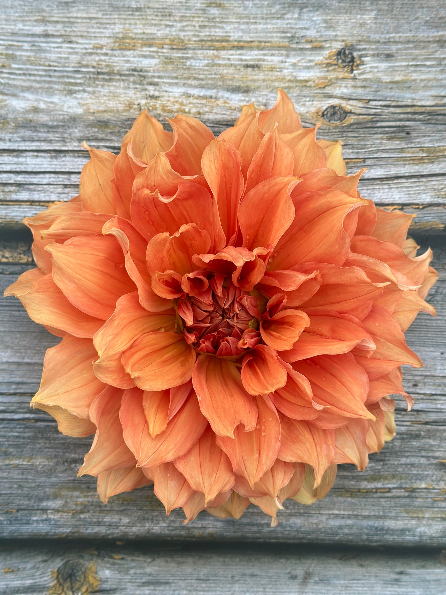 Bell’s Montara Rooted Cutting