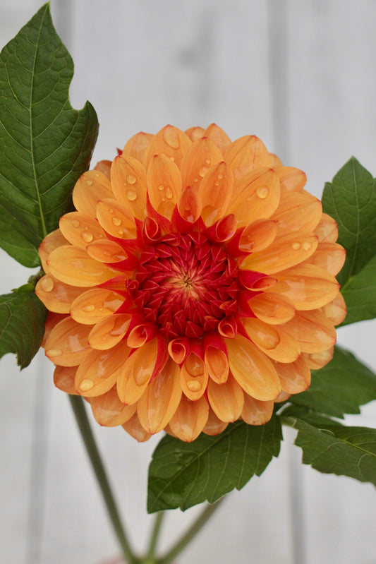 Bell’s Orange Ya Glad Rooted Cutting