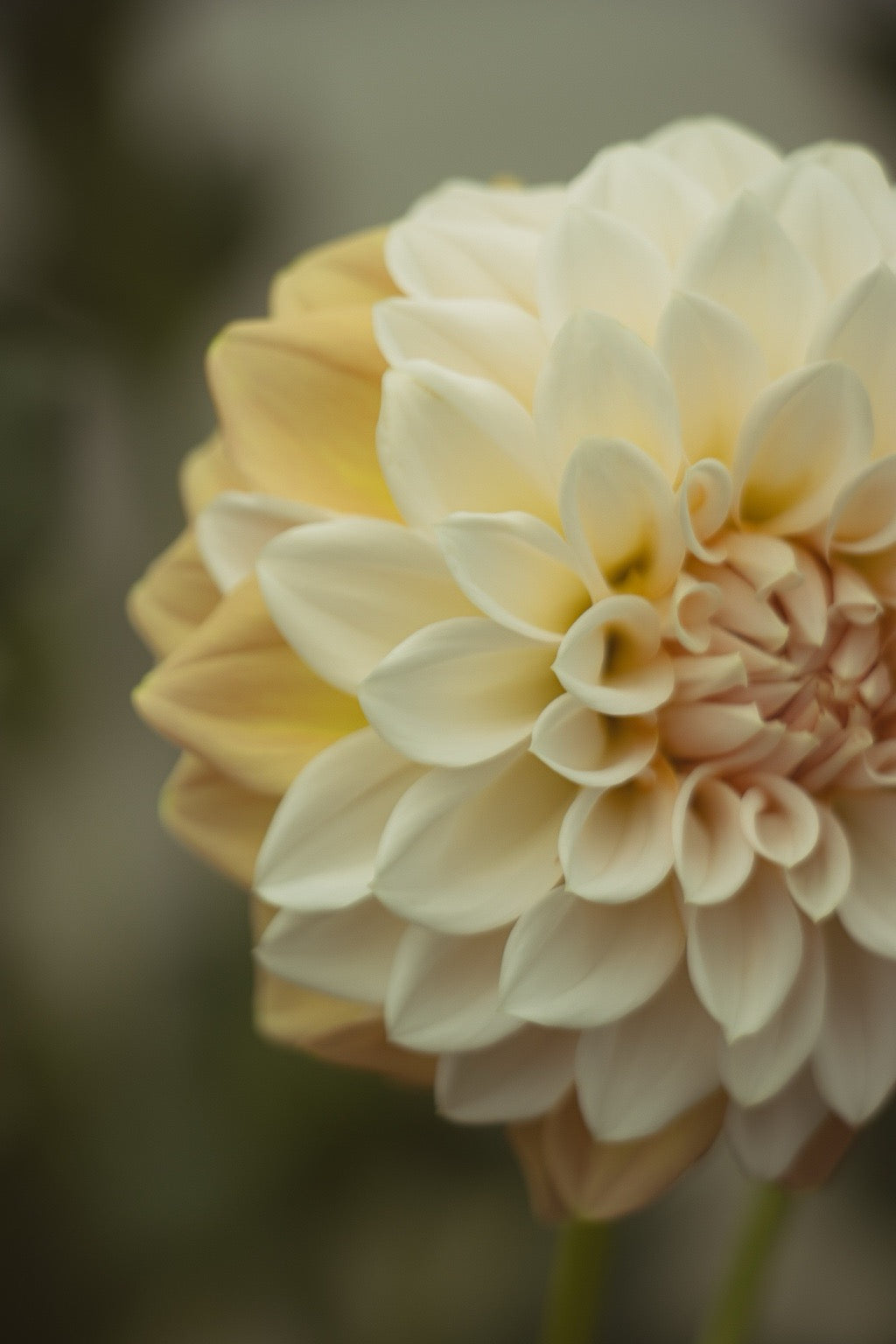 Close-up of a white flower with a blurred background
