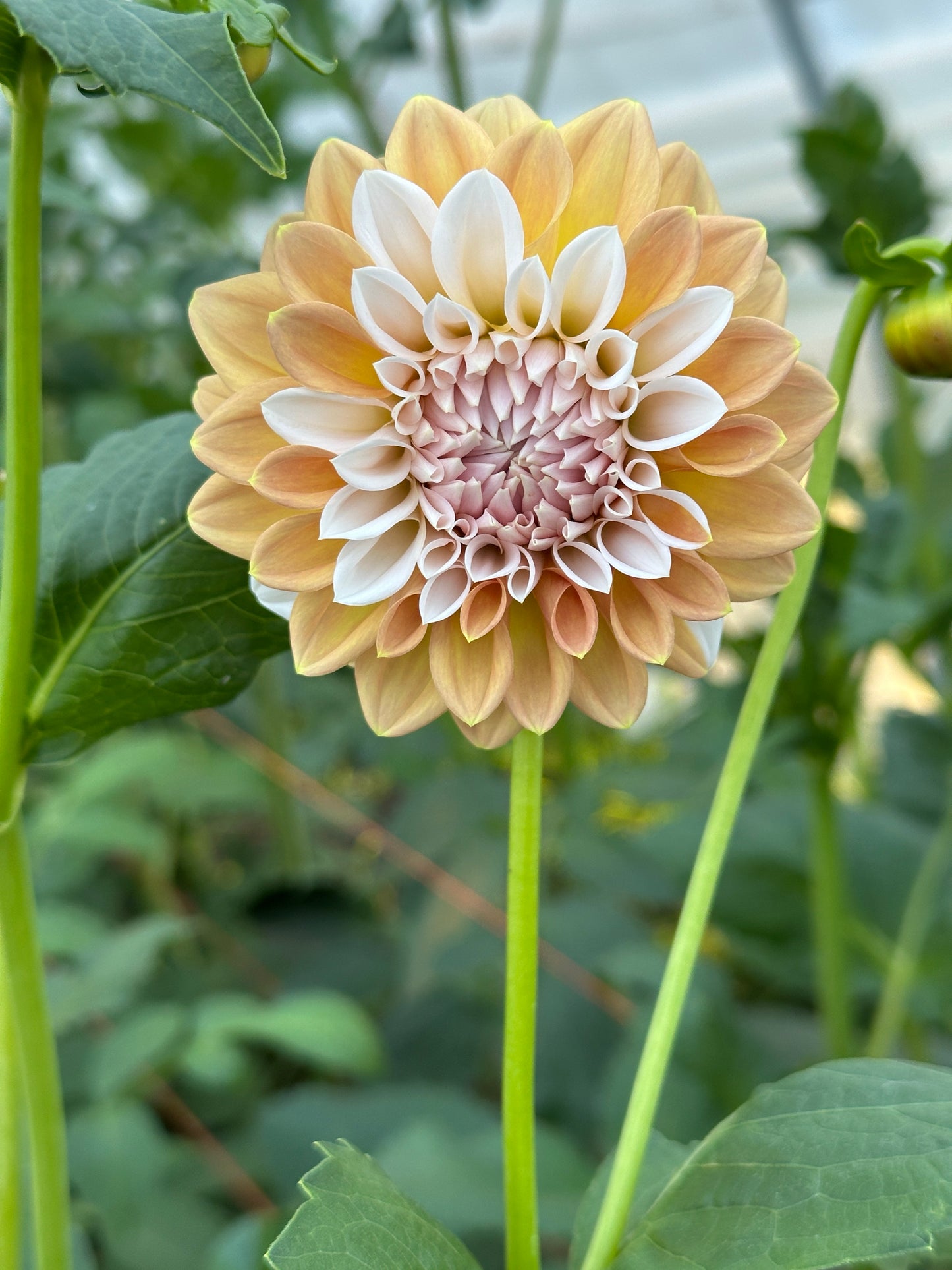 Large dahlia flower with a gradient from yellow to pink center, surrounded by green leaves.