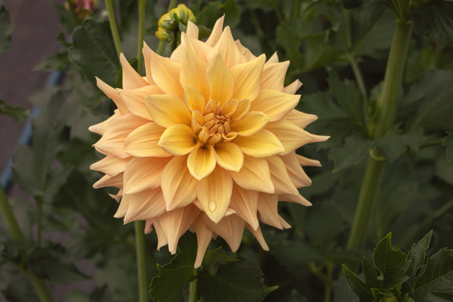 Bell’s Amber Glow