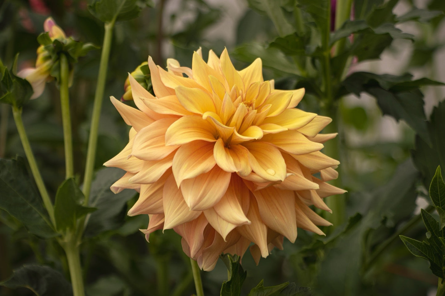 Bell’s Amber Glow
