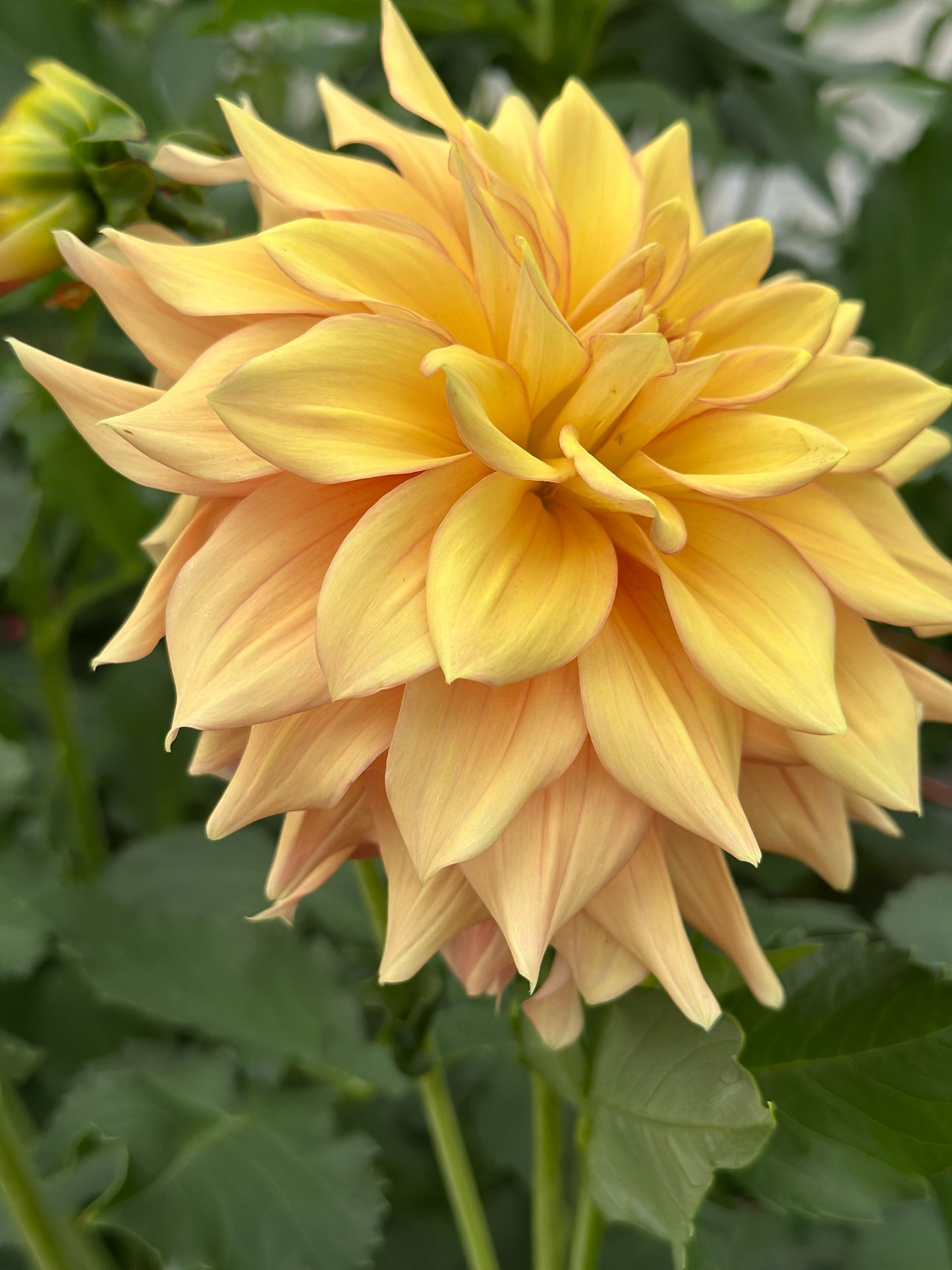 Bell’s Amber Glow