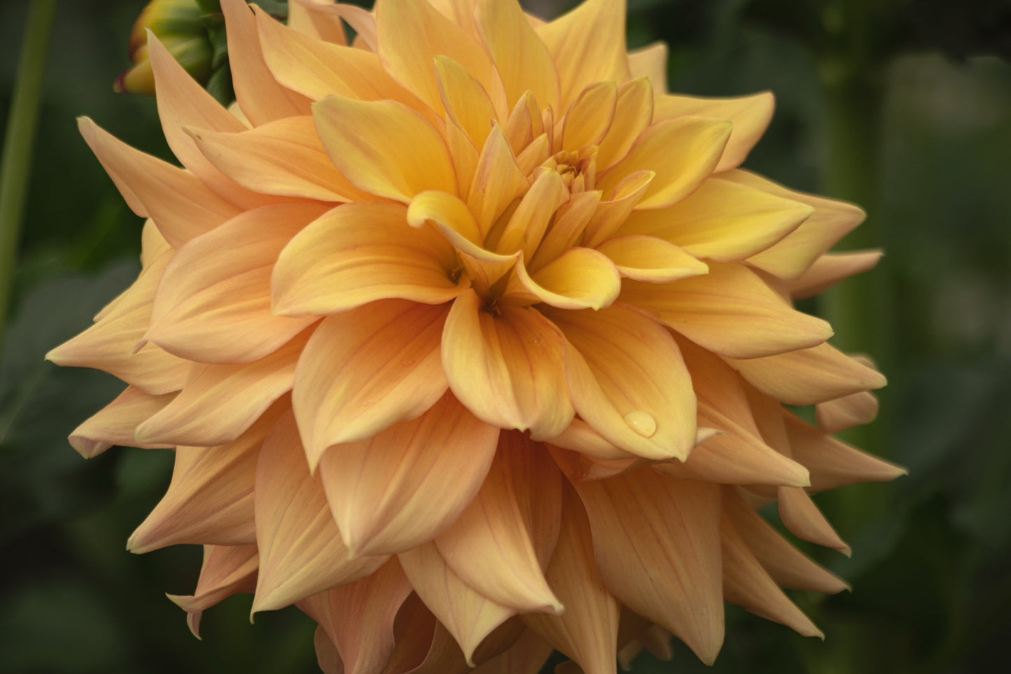 Bell’s Amber Glow