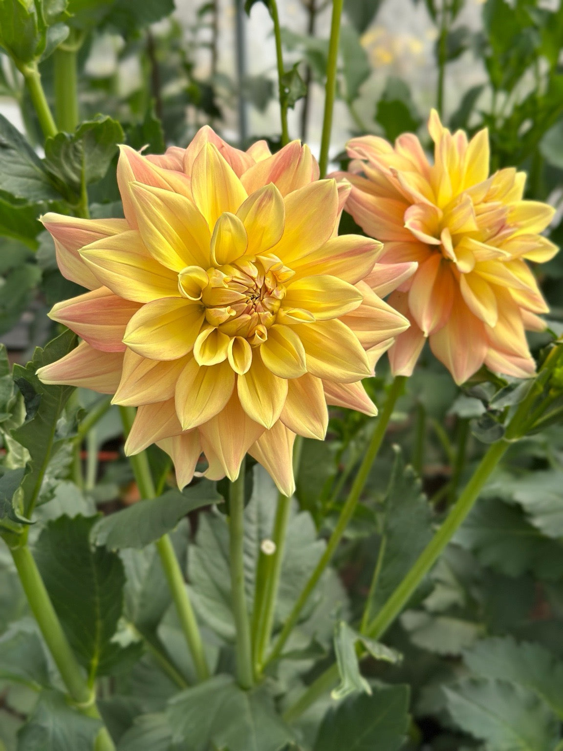 Bell’s Amber Glow
