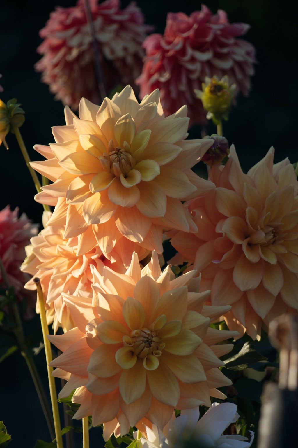 Bell’s Amber Glow