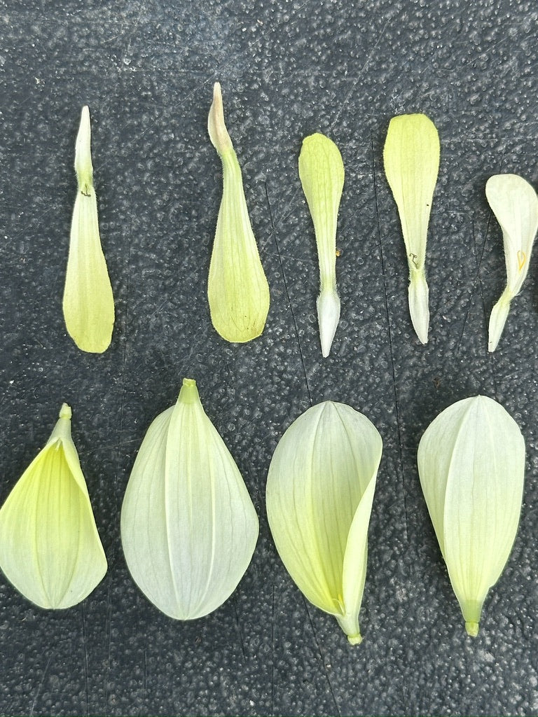 A comparison in color of Benary's Giant Lime zinnia (top) and Bell's Limelight dahlia (bottom)