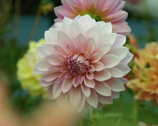 92f5ce.myshopify.com image