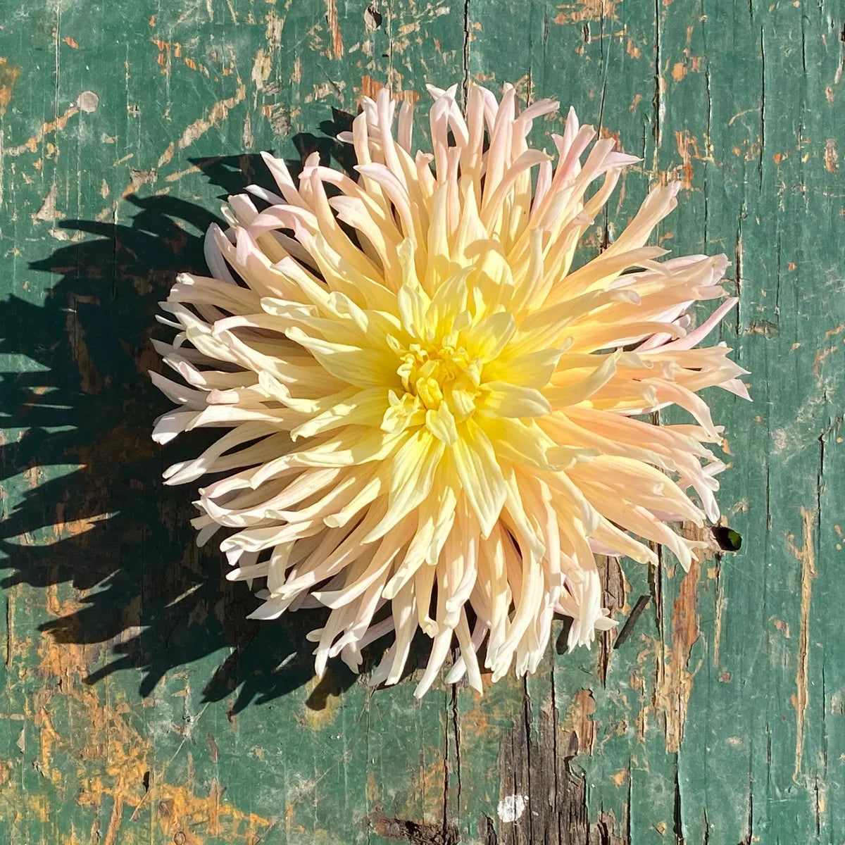 Apricot Star