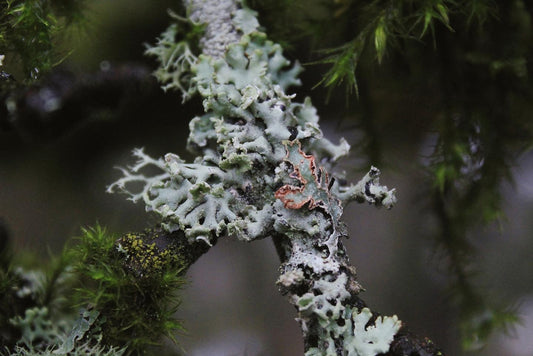 Green & Gray: Winter in the Valley