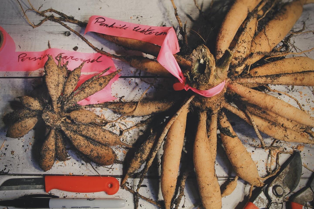 Winter Work: Storage & Division