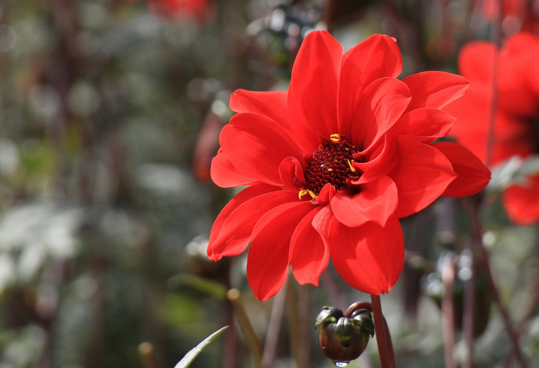 The Dahlia Handbook - Preview Chapter - One Plant Divided