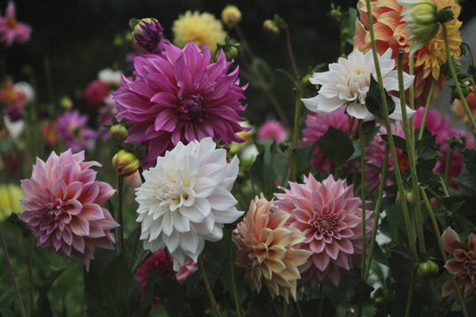 Breeding Dahlias
