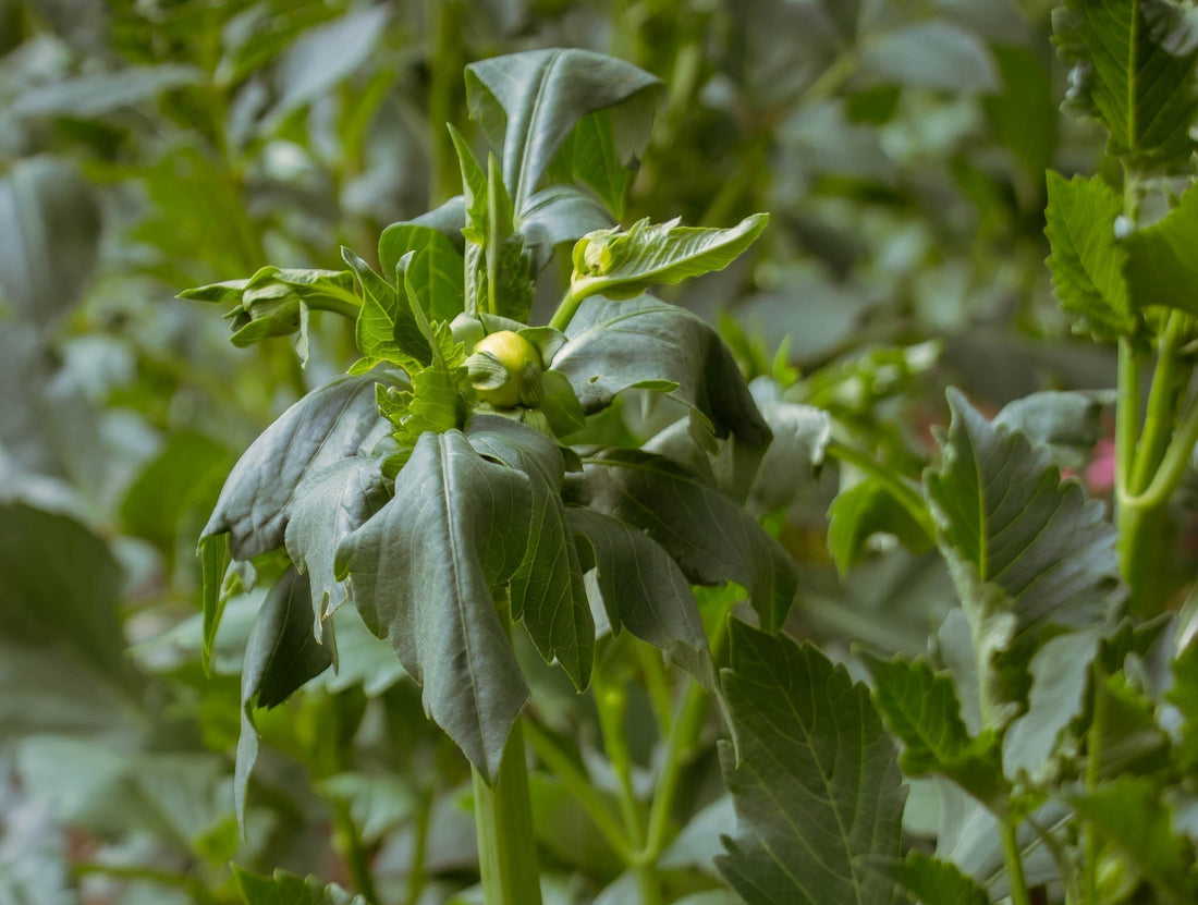 Wilting Dahlias: What's With The Flop?