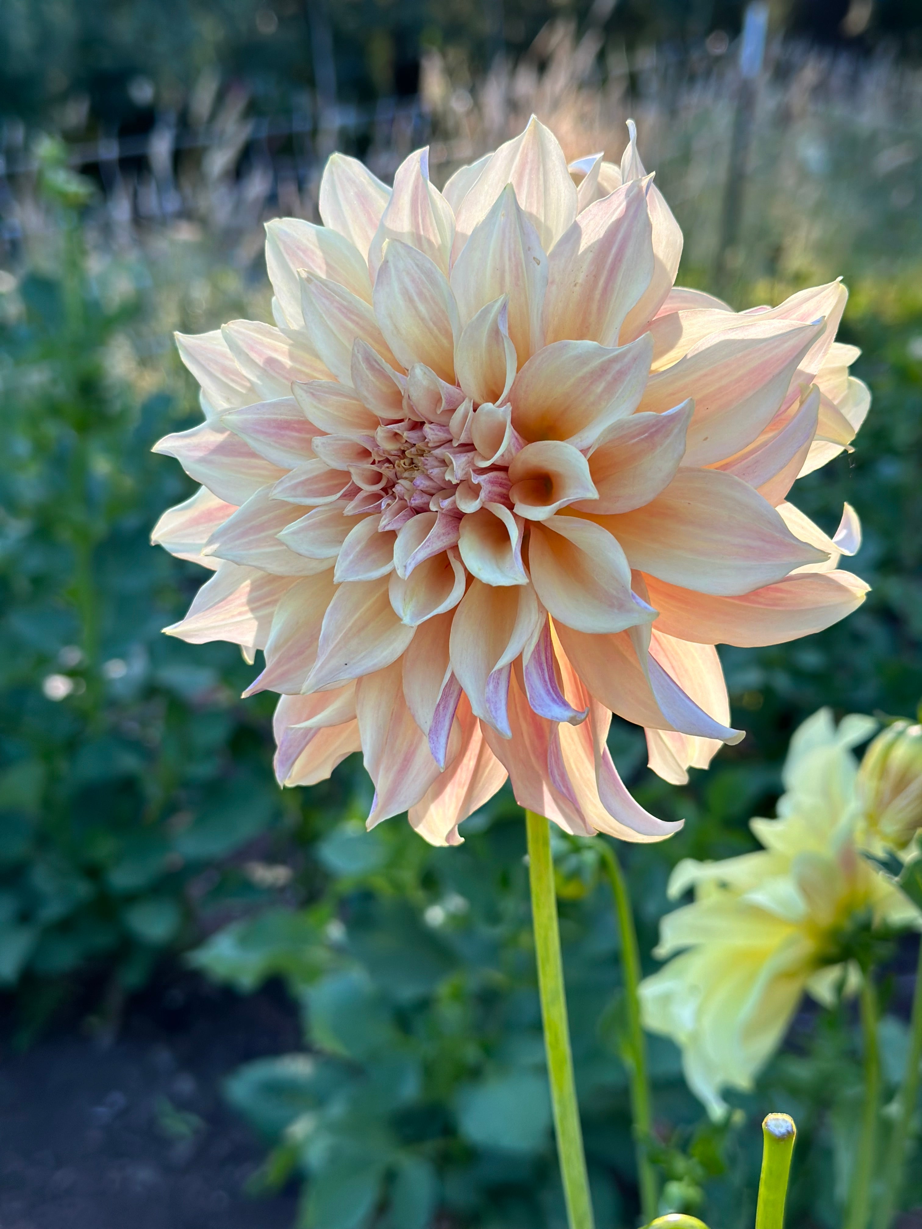 Bell's Melody Lane – Bonny Blooms