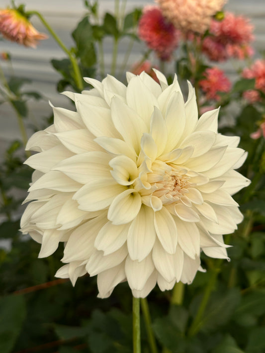 Mrs. Temperance DeVille