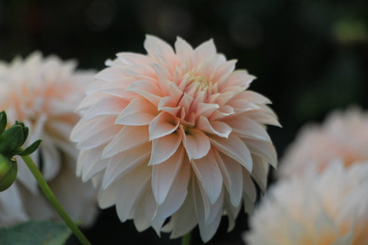 Glengarry Peach