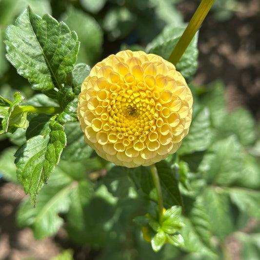 Buttercup