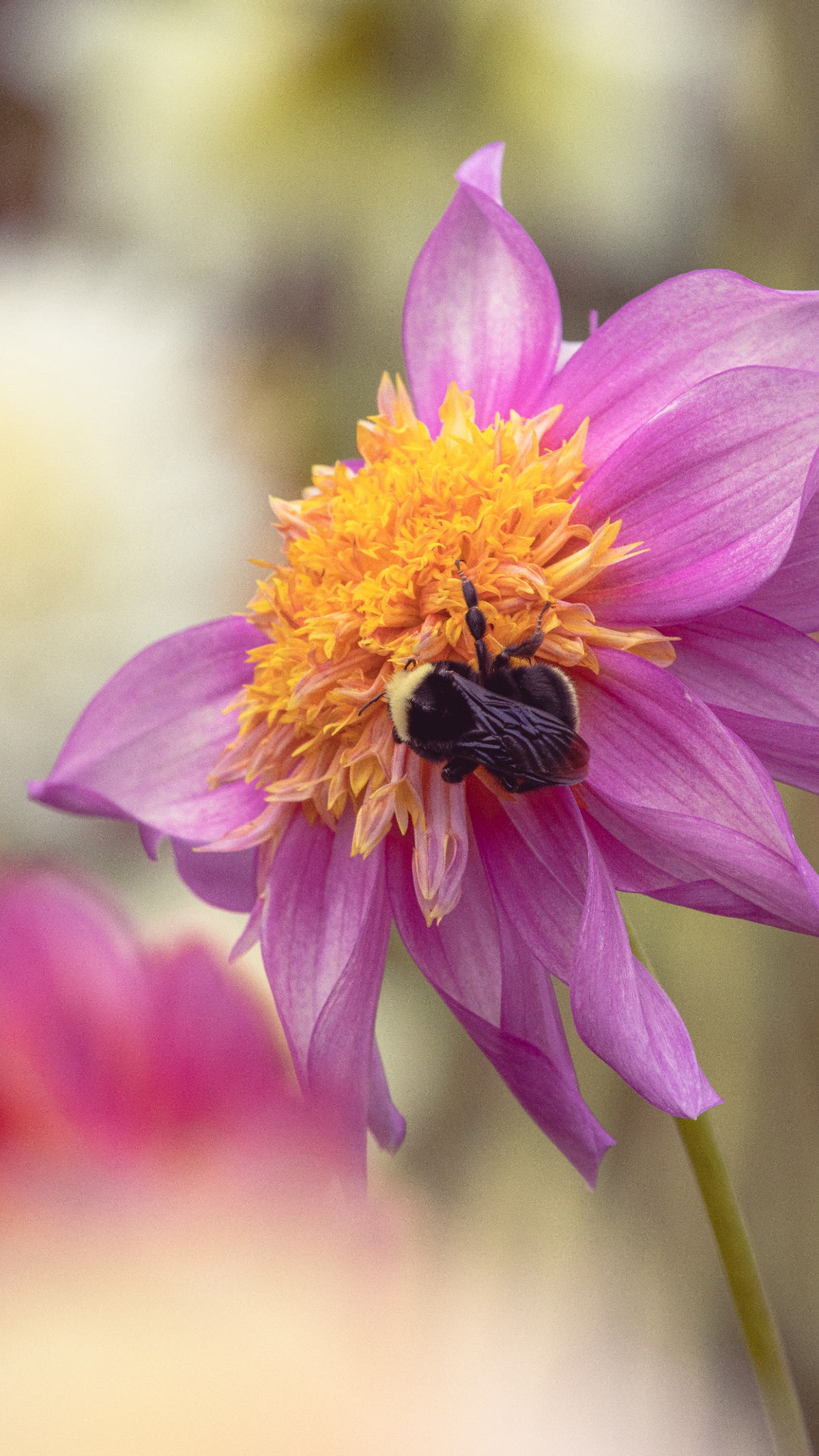 Bell's Pollinator Selection