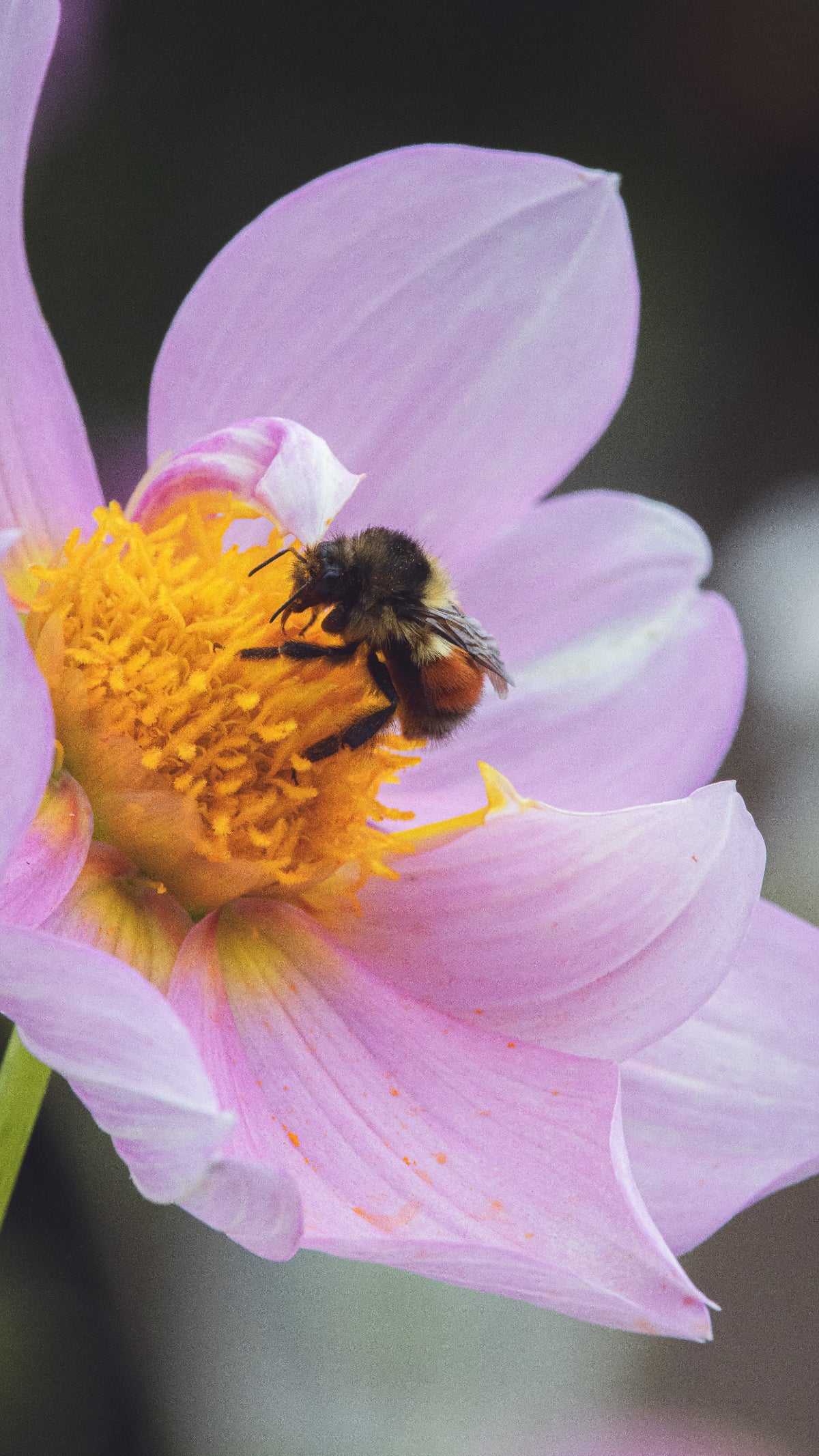 Bell's Pollinator Selection