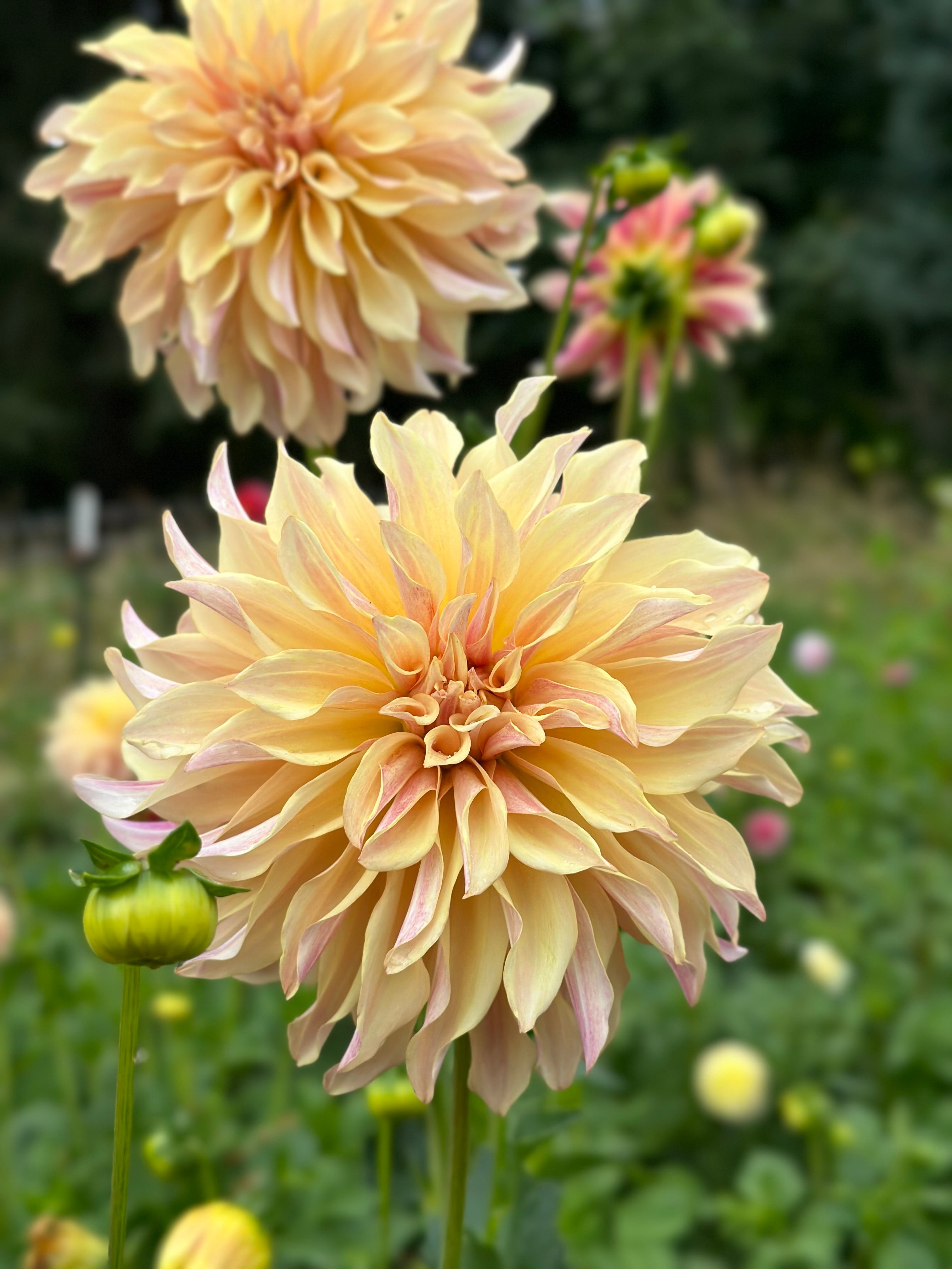 Bell's Melody Lane – Bonny Blooms