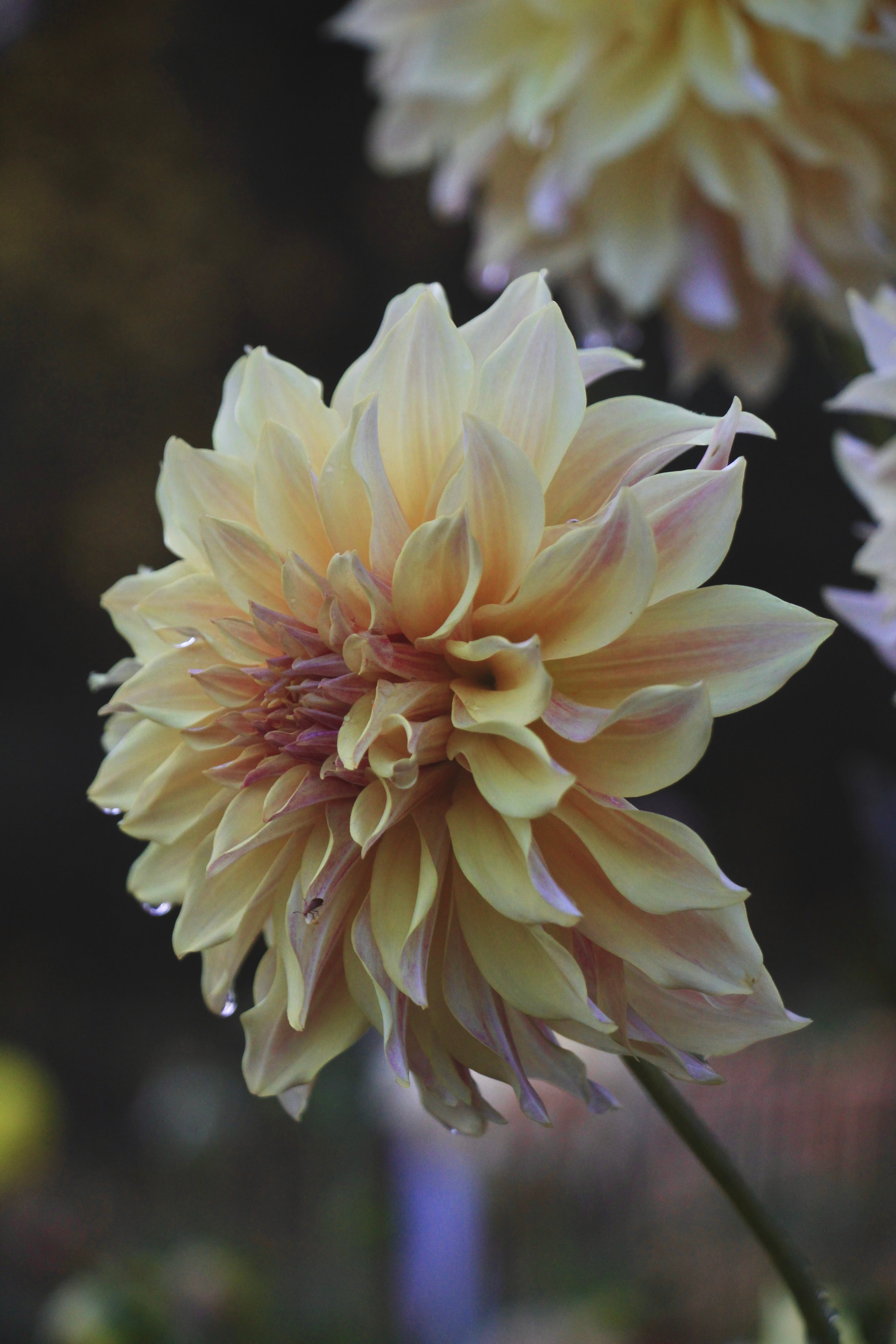 Bell's Melody Lane – Bonny Blooms