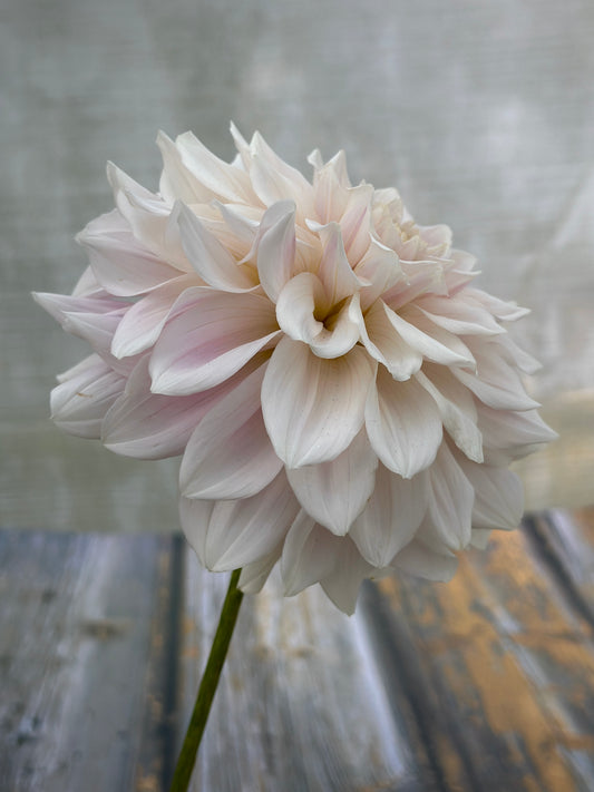 Bell’s Elsie Inglis