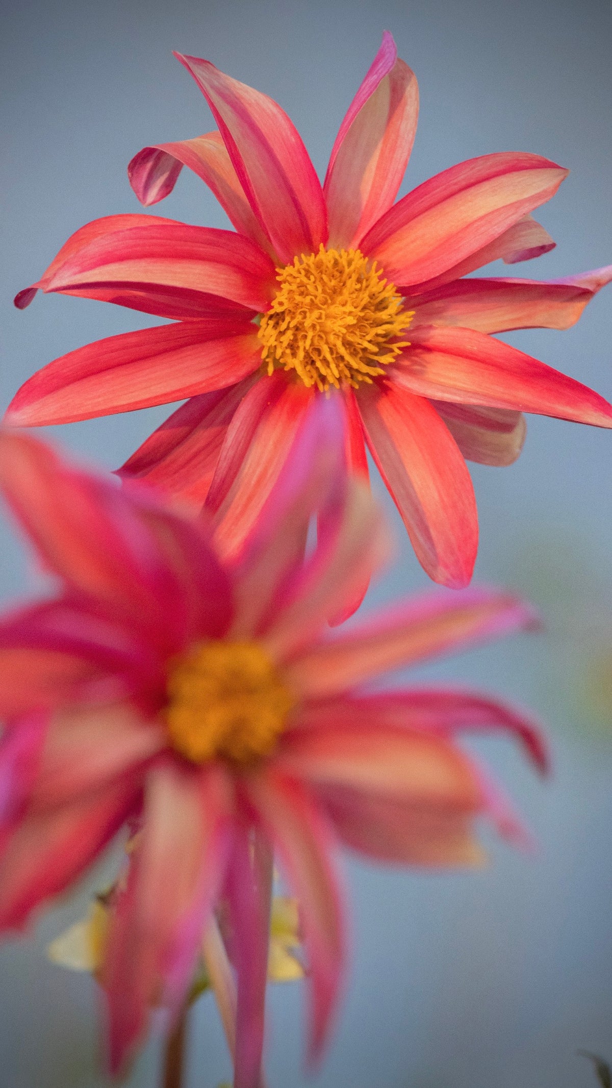 Bell's Pollinator Selection
