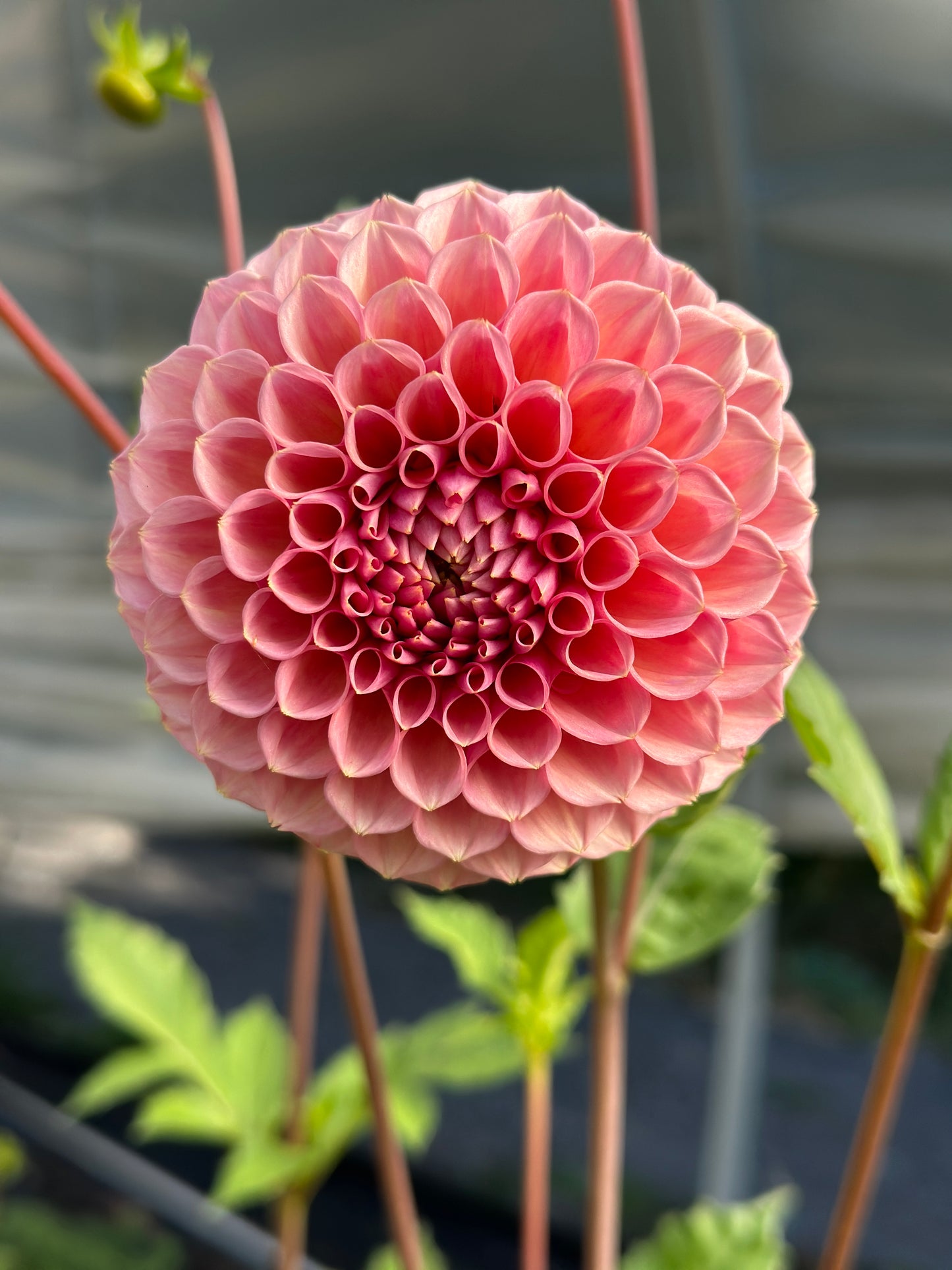 Bracken Rose