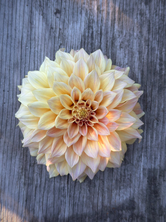 Bell’s Melody Lane