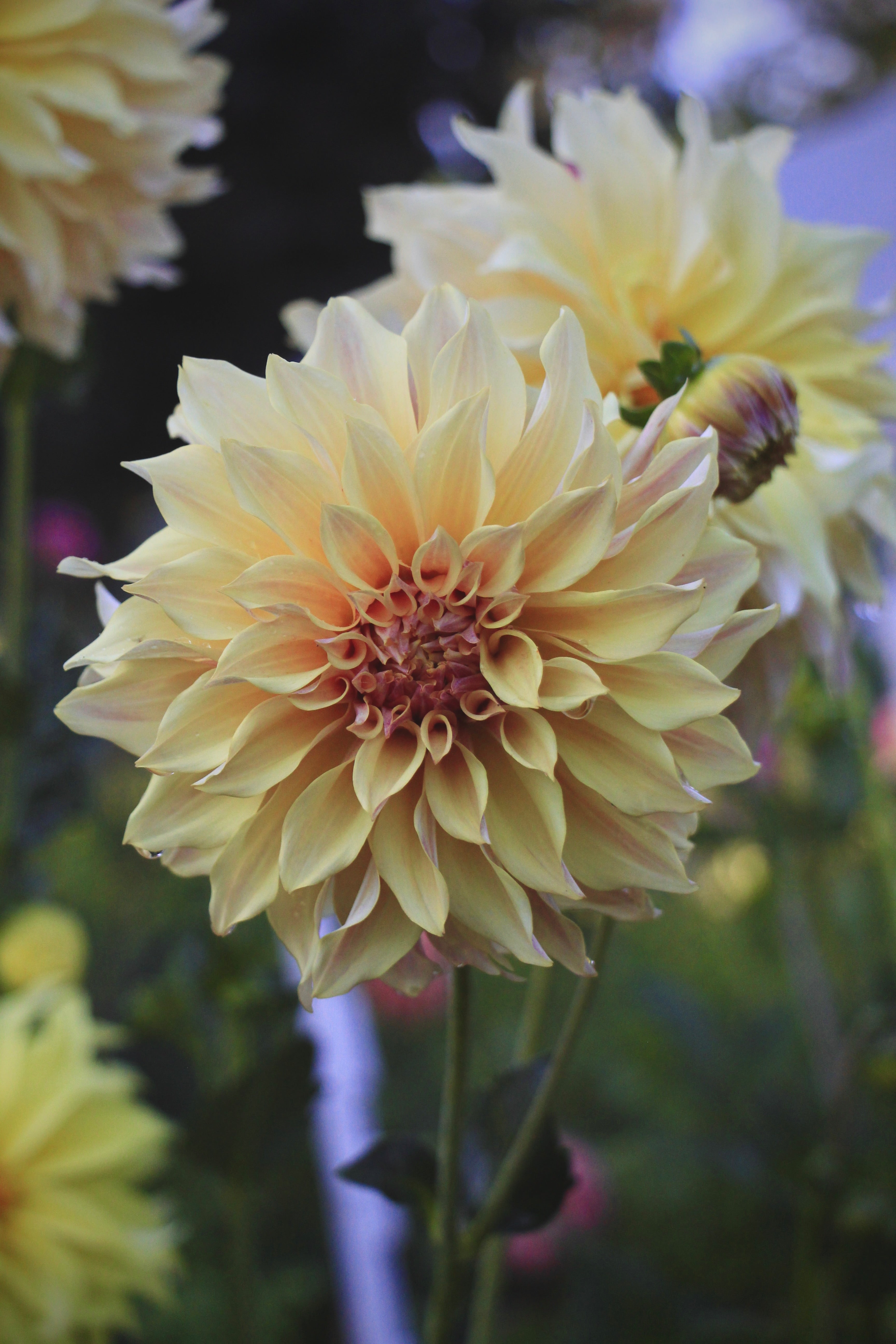 Bell's Melody Lane – Bonny Blooms