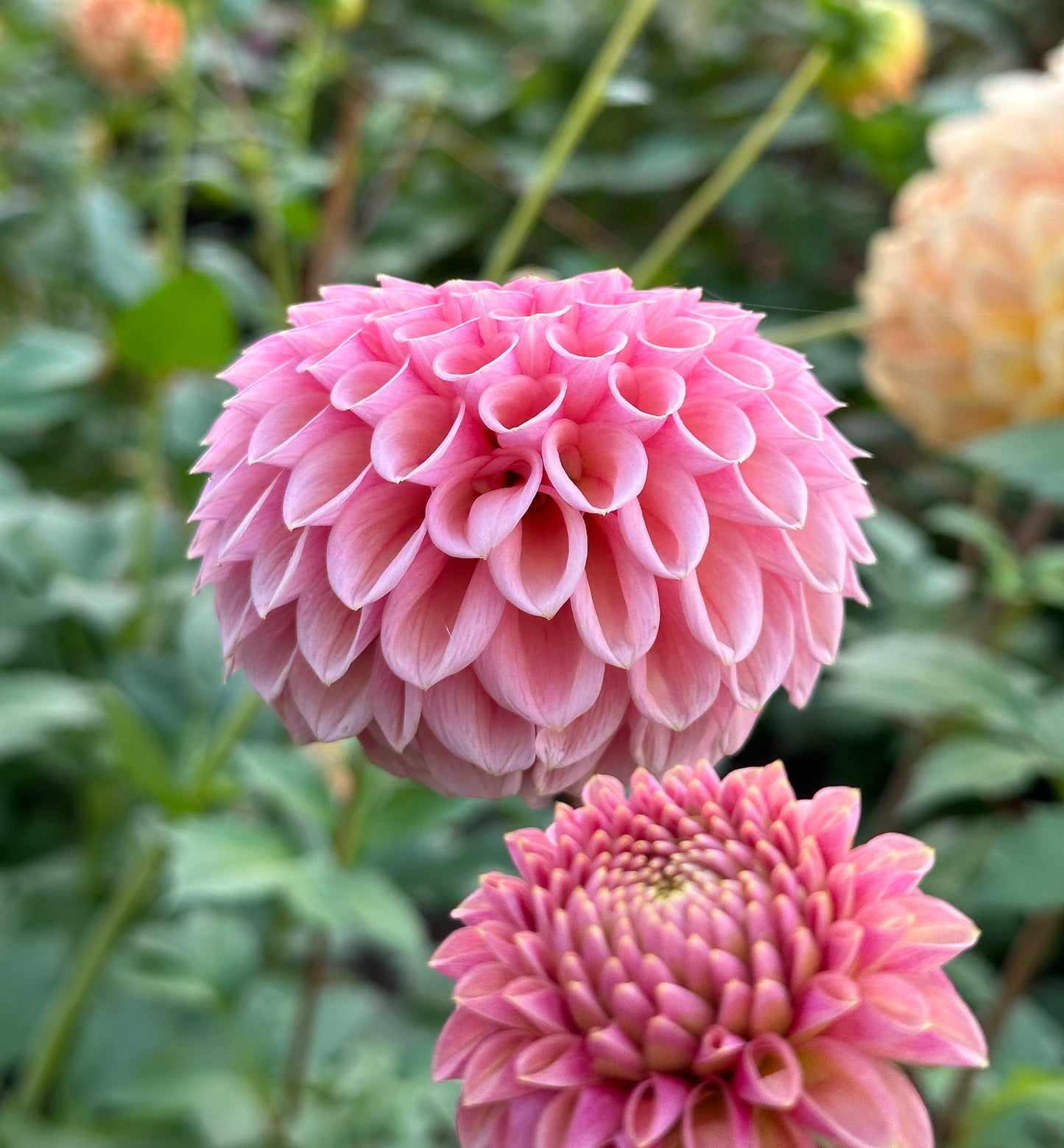 Bracken Rose