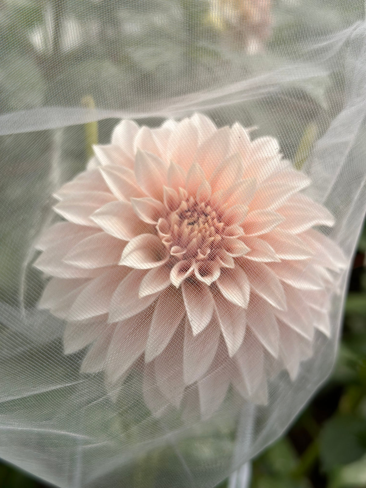 Glengarry Peach