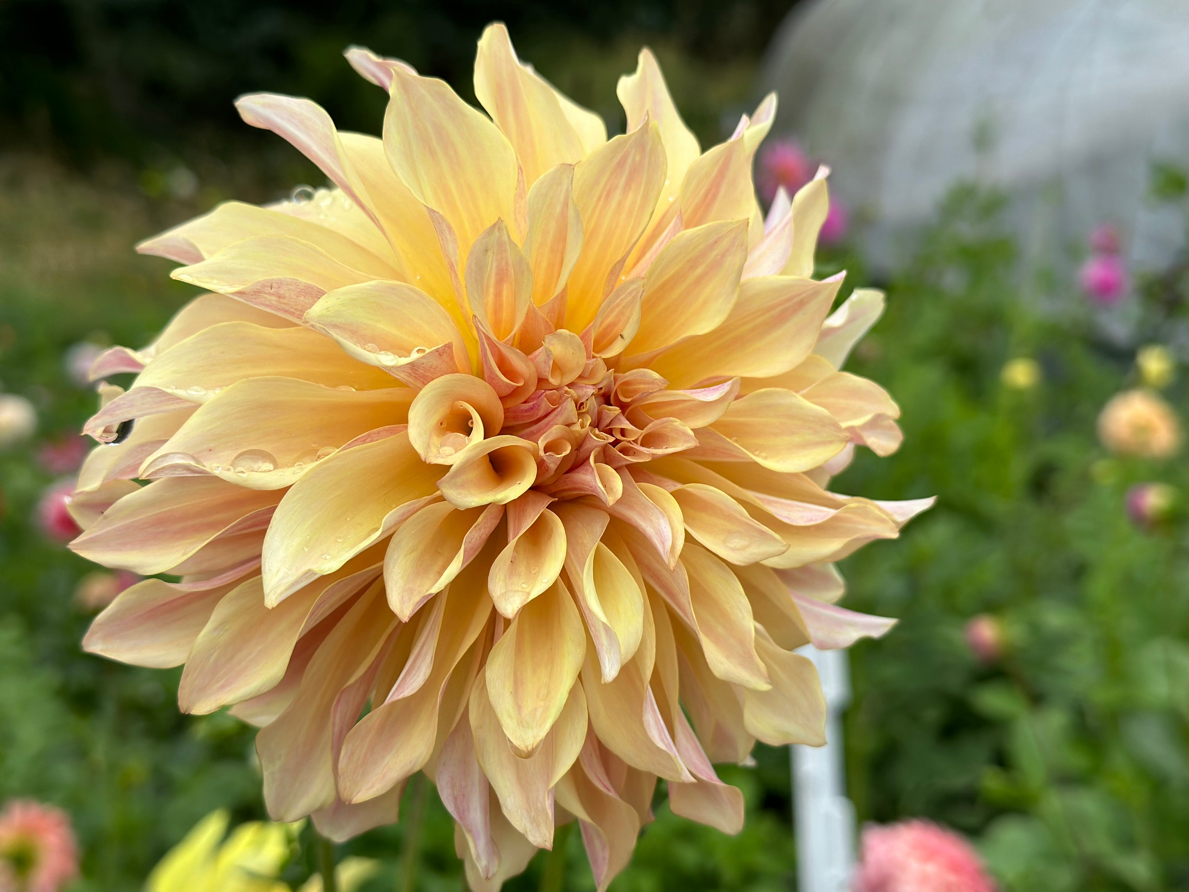 Bell's Melody Lane – Bonny Blooms