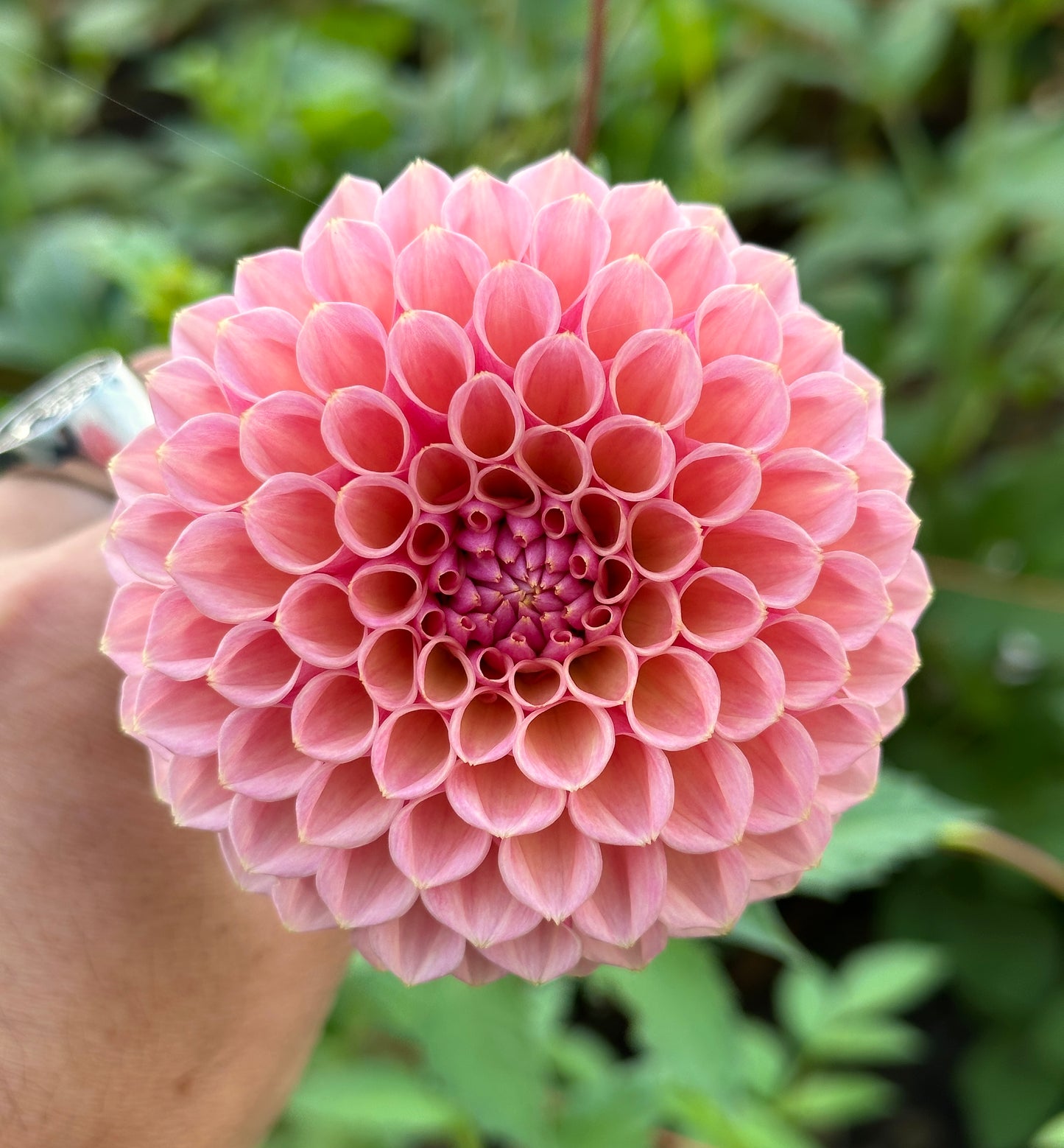 Bracken Rose
