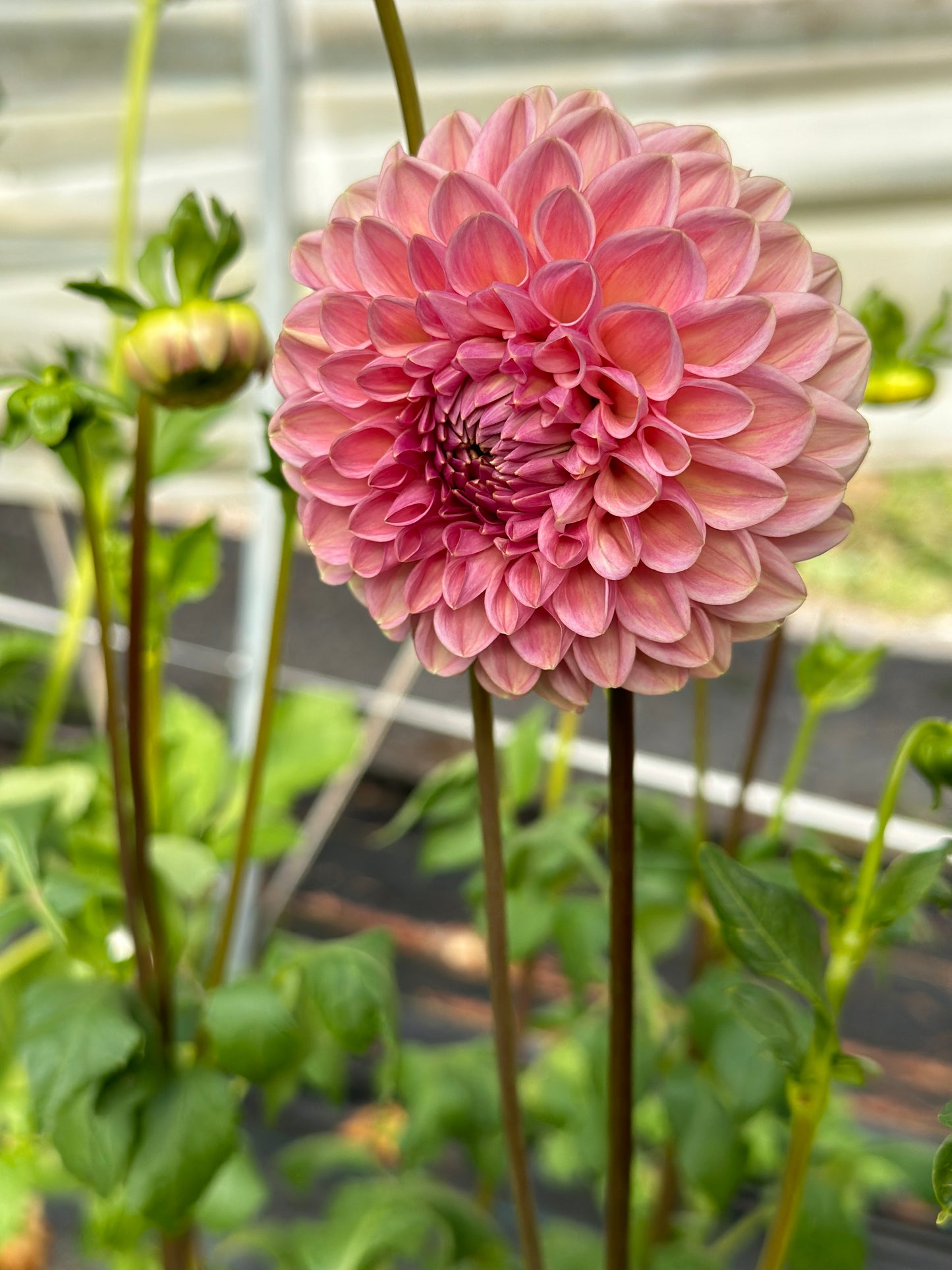 Bracken Rose