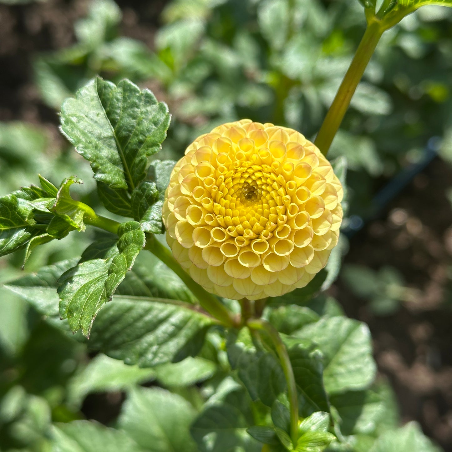 Buttercup
