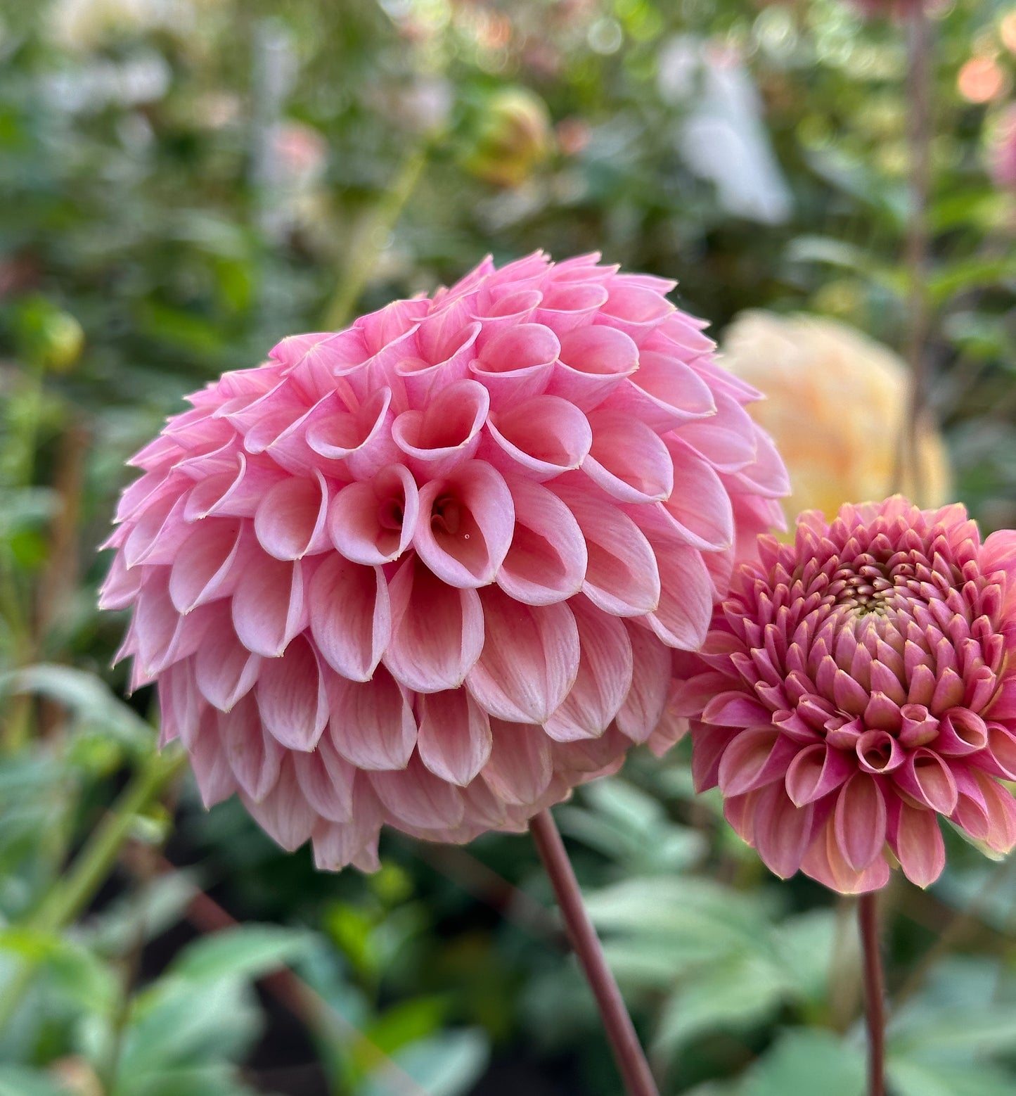 Bracken Rose
