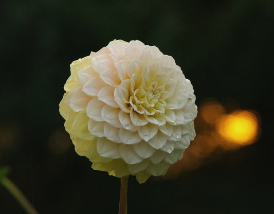 Bell’s Citron Glaze