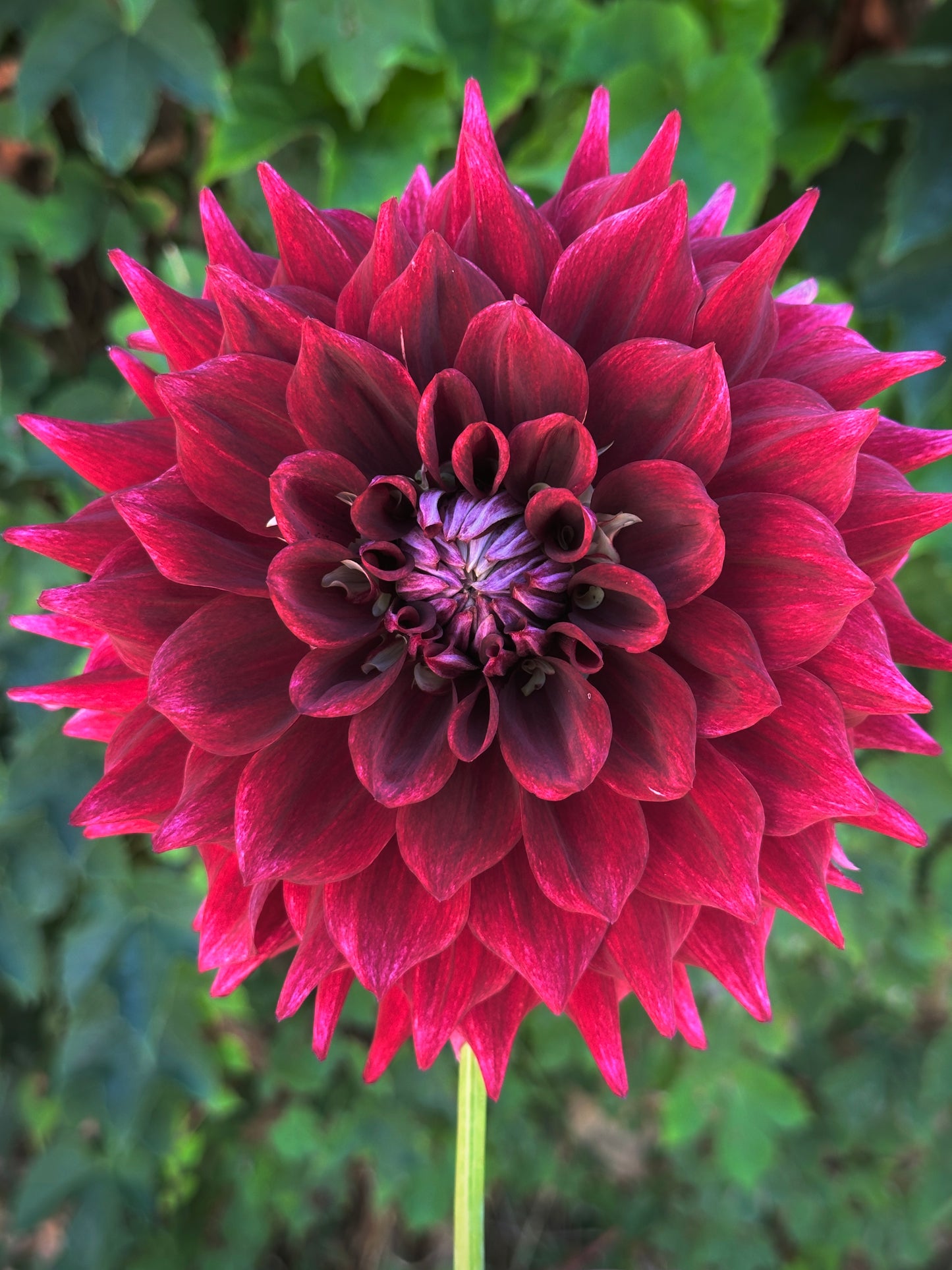 Bell’s Soul Survivor Rooted Cutting