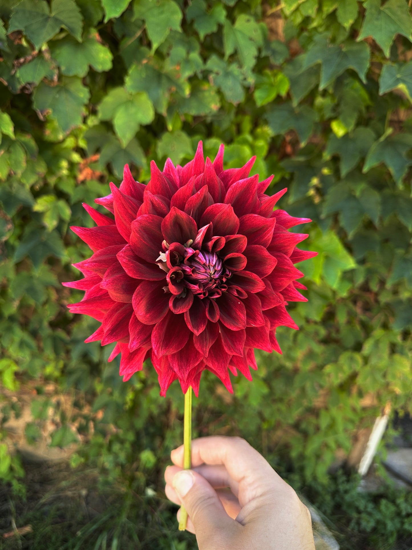 Bell’s Soul Survivor Rooted Cutting